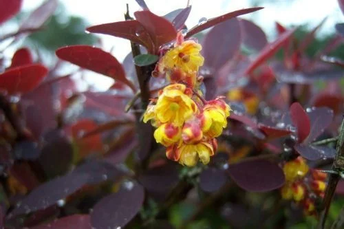 BERBERIS thunbergii 'Atropurpurea' - Epine vinette