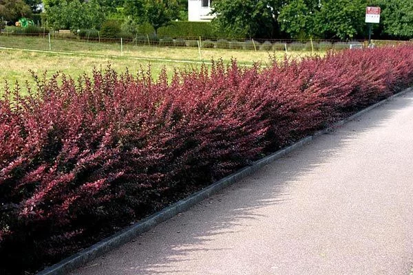 BERBERIS thunbergii 'Atropurpurea' - Epine vinette