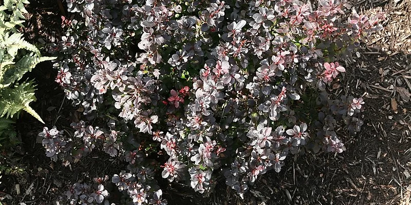 BERBERIS thunbergii 'Atropurpurea' - Epine vinette