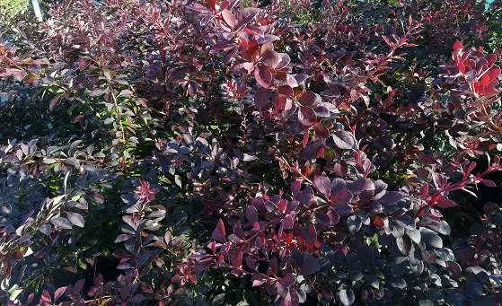 BERBERIS thunbergii 'Atropurpurea' - Epine vinette