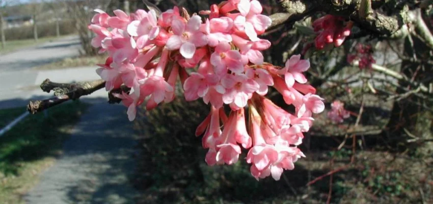 VIBURNUM farreri - Viorne d'hiver, Viorne parfumée