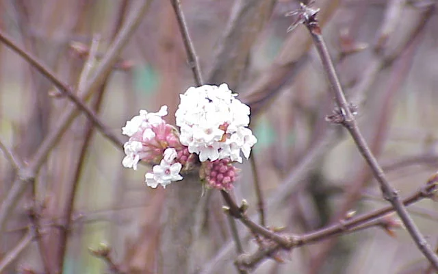 VIBURNUM farreri - Viorne d'hiver, Viorne parfumée