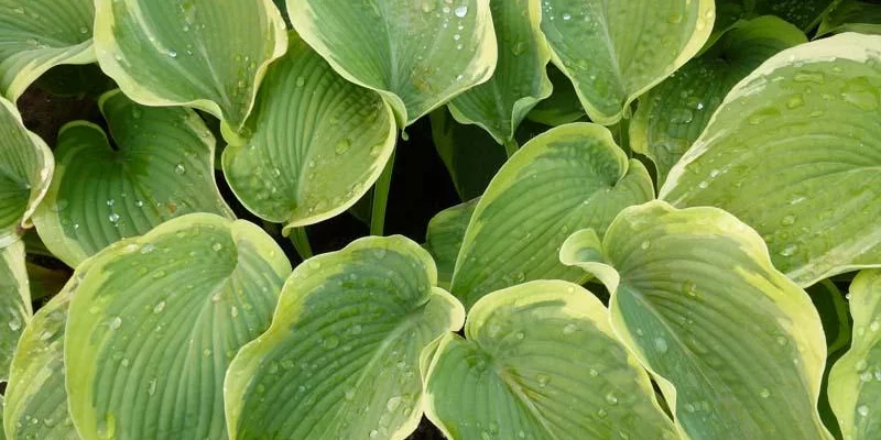 HOSTA 'American Halo'