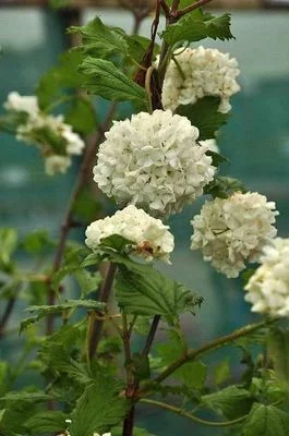 VIBURNUM opulus 'Roseum' - Viorne boule de neige