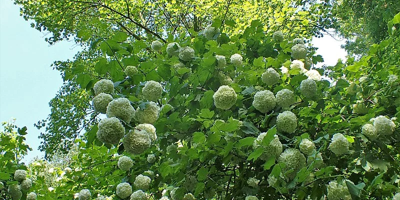 VIBURNUM opulus 'Roseum' - Viorne boule de neige