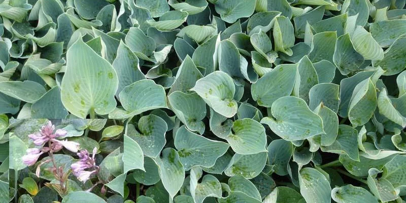 HOSTA 'Blue Wedgwood'