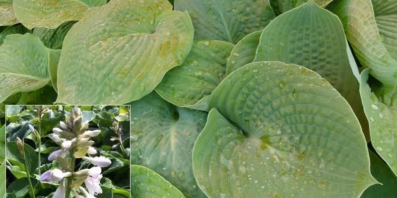 HOSTA 'Bressingham Blue'