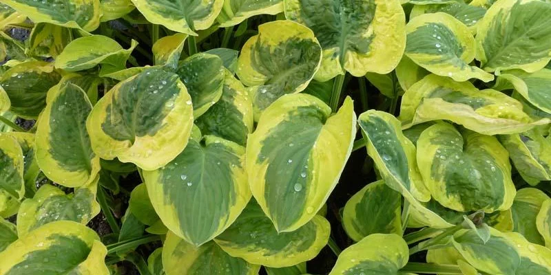 HOSTA 'Carnival'