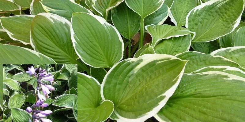 HOSTA 'Carol' 