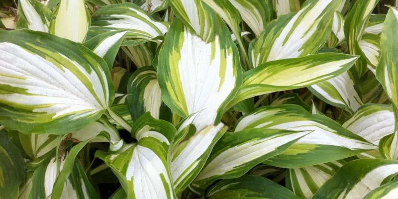 HOSTA 'Cascades'