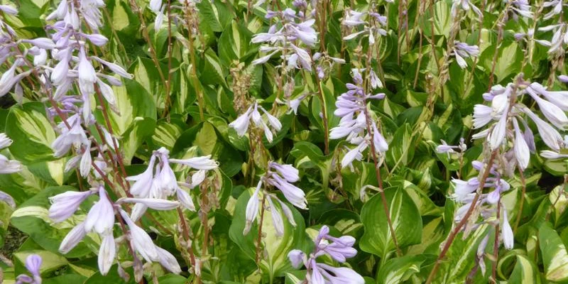 HOSTA 'Center of Attention'