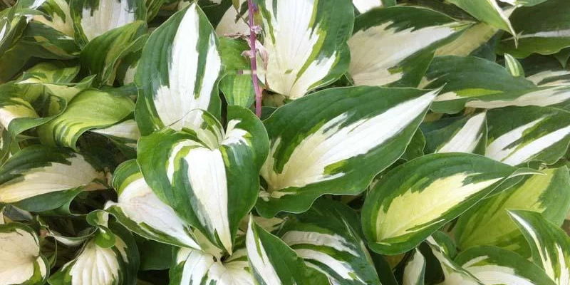 HOSTA 'Christmas Candy' ®