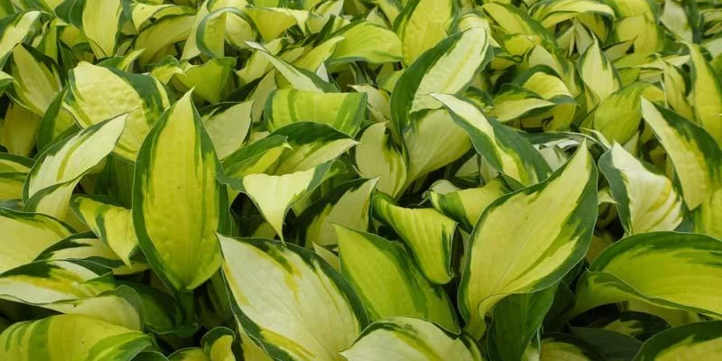 HOSTA 'Color Festival' ®