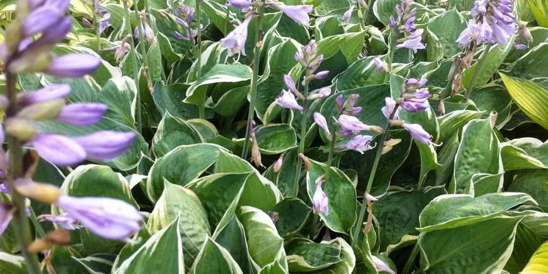 HOSTA 'Crusader'