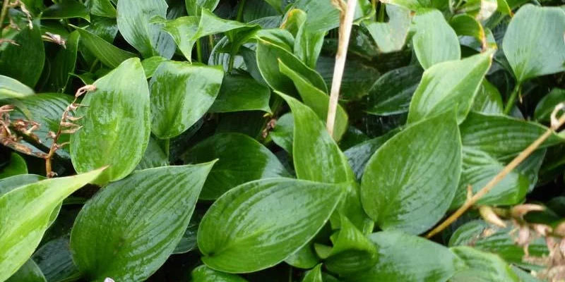 HOSTA 'Devon Green'