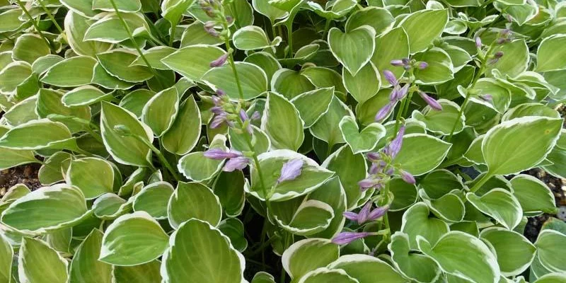 HOSTA 'Diamond Tiara'