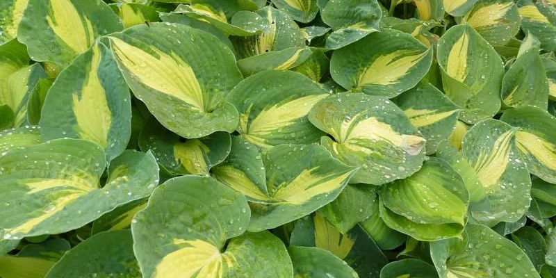 HOSTA 'Dream Queen' ®