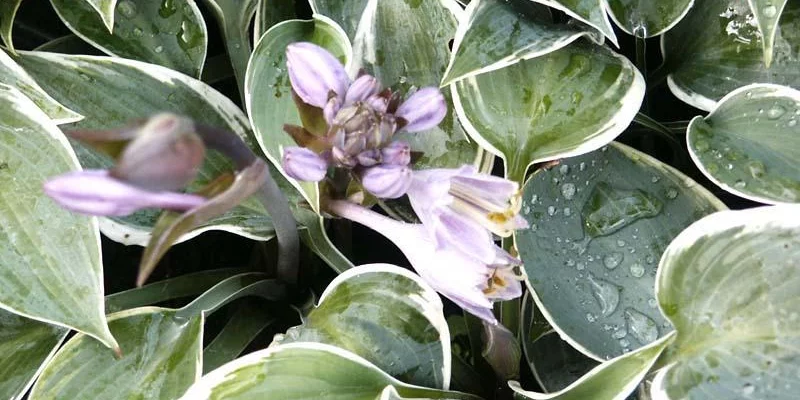 HOSTA 'El Nino'®