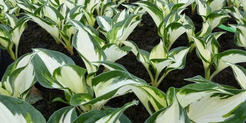 HOSTA 'Fire and Ice'