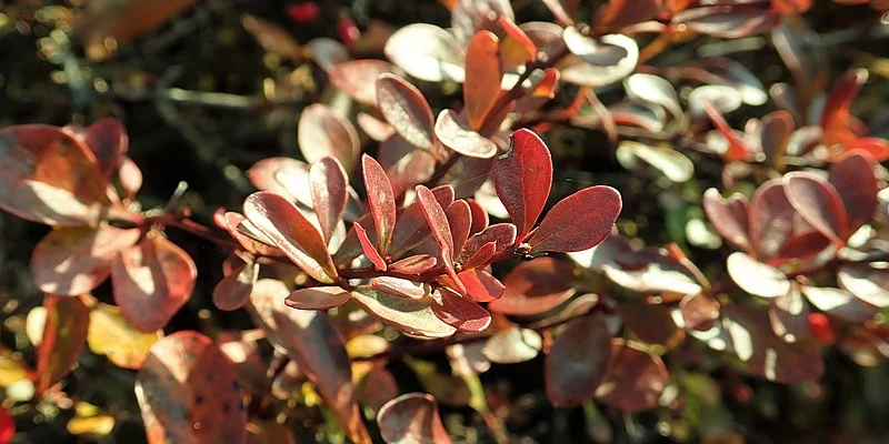 BERBERIS thunbergii 'Atropurpurea Nana' - Epine vinette