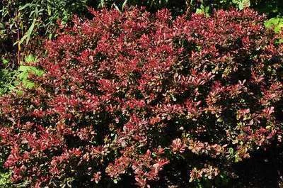 BERBERIS thunbergii 'Atropurpurea Nana' - Epine vinette