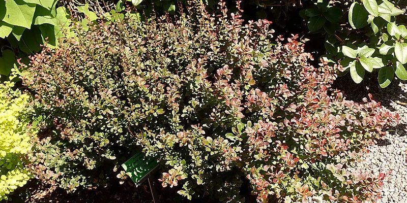 BERBERIS thunbergii 'Atropurpurea Nana' - Epine vinette