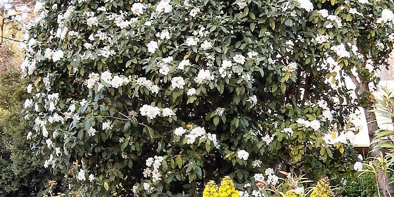 VIBURNUM tinus - Laurier tin