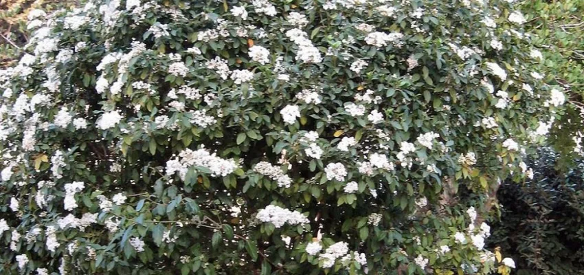 VIBURNUM tinus - Laurier tin