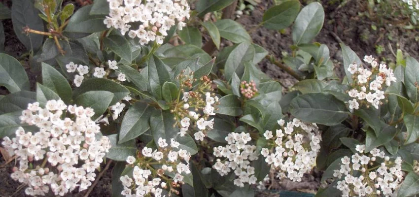 VIBURNUM tinus - Laurier tin