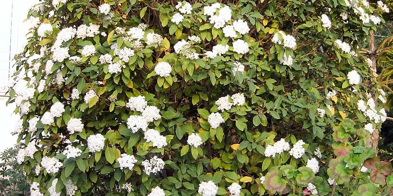 VIBURNUM tinus - Laurier tin