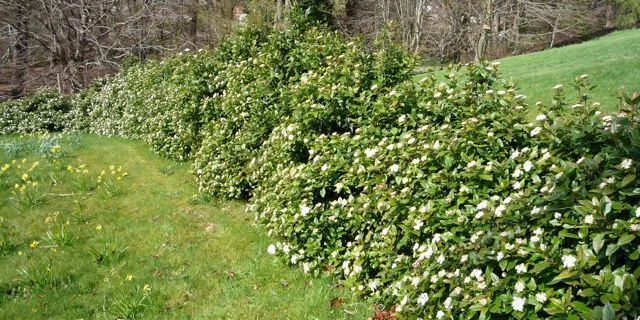 VIBURNUM tinus 'Eve Price' - Laurier tin 'Eve Price'