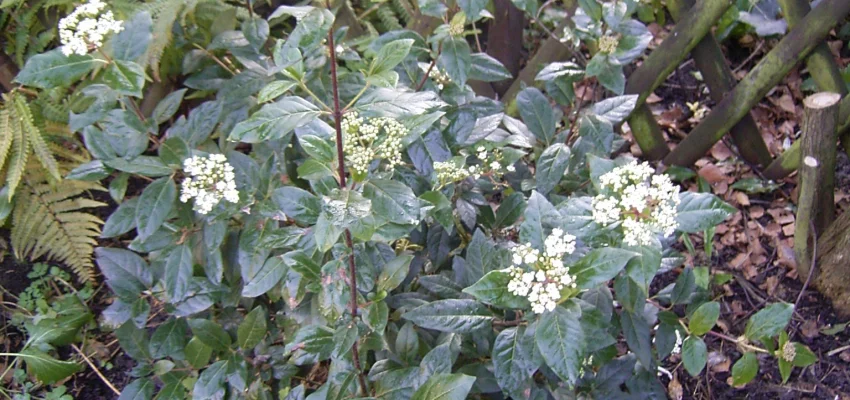 VIBURNUM tinus 'Gwenllian' - Laurier tin nain 'Gwenllian