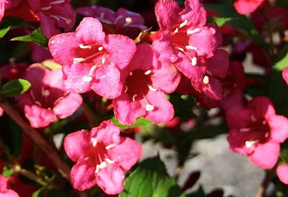 WEIGELIA 'Bristol Ruby' - Weigéla, Weigélie fleurie