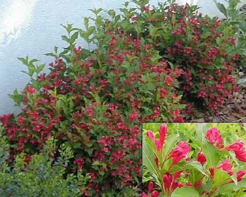 WEIGELIA 'Red Prince' - Weigéla, Weigélie fleurie