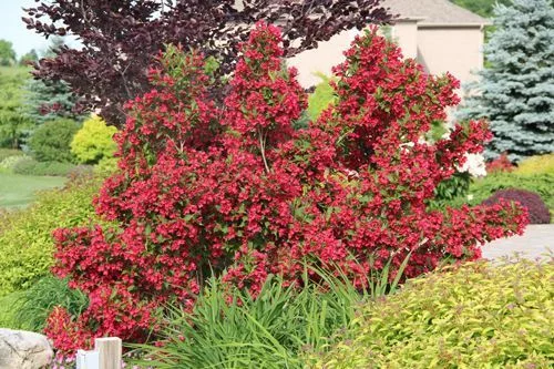 WEIGELIA 'Red Prince' - Weigéla, Weigélie fleurie