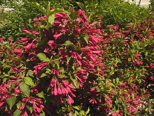 WEIGELIA 'Red Prince' - Weigéla, Weigélie fleurie