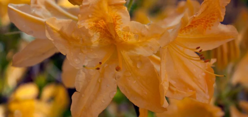 AZALEE mollis 'Jaune' - Azalée de Chine