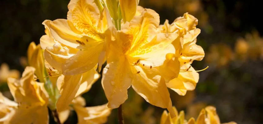 AZALEE mollis 'Jaune'