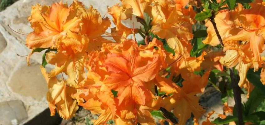 AZALEE mollis 'Orange' - Azalée de chine