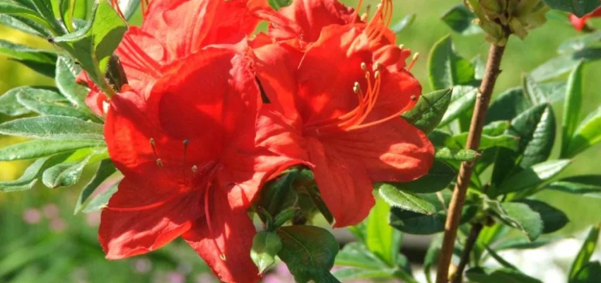 AZALEE mollis 'Rouge'