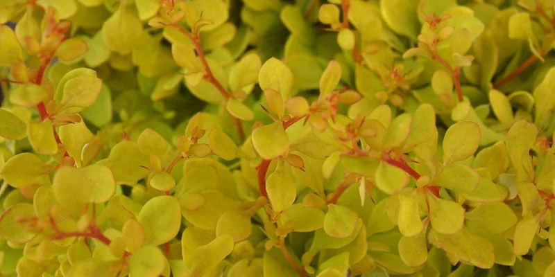 BERBERIS thunbergii 'Bonanza gold' - Epine vinette