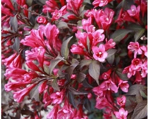 WEIGELIA florida 'Nana Purpurea' - Weigéla, Weigélie fleurie, Weigéla nain