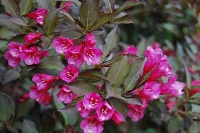 WEIGELIA florida 'Nana Purpurea' - Weigéla, Weigélie fleurie, Weigéla nain