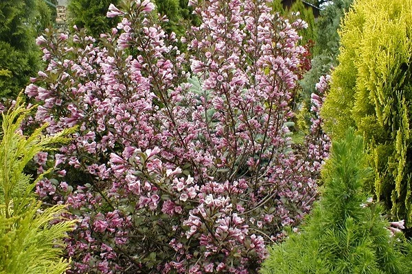 WEIGELIA florida 'Nana Purpurea' - Weigéla, Weigélie fleurie, Weigéla nain