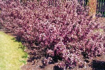 WEIGELIA florida 'Nana Purpurea' - Weigéla, Weigélie fleurie, Weigéla nain