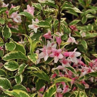 WEIGELIA florida 'Nana Variegata' - Weigéla, Weigélie fleurie, Weigélia nain panaché