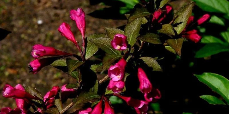 WEIGELIA florida 'Victoria' - Weigéla, Weigélie fleurie