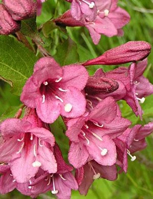 WEIGELIA florida 'Victoria' - Weigéla, Weigélie fleurie