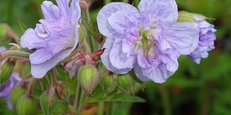 GERANIUM pratense 'Cloud Nine'