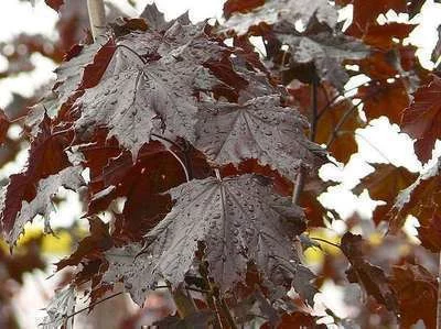 ACER platanoides 'Crimson King' - Erable plane 'Crimson King'